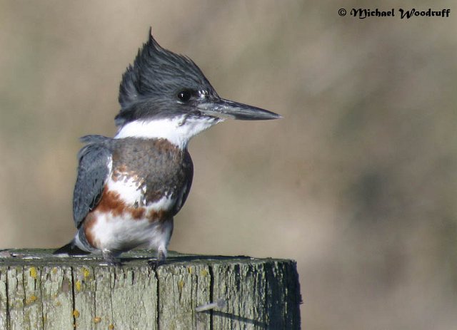 400_Belted Kingfisher